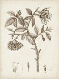 Antique Sepia Botanicals III-0 Unknown-Framed Art Print
