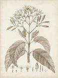 Antique Sepia Botanicals V-0 Unknown-Framed Art Print