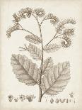 Antique Sepia Botanicals III-0 Unknown-Art Print