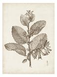 Antique Sepia Botanicals III-0 Unknown-Framed Art Print