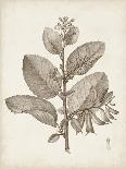 Antique Sepia Botanicals V-0 Unknown-Framed Art Print