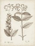 Antique Sepia Botanicals III-0 Unknown-Art Print