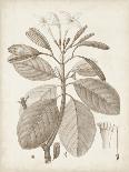 Antique Sepia Botanicals II-0 Unknown-Framed Art Print