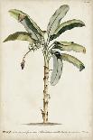 Antique Sepia Botanicals I-0 Unknown-Framed Art Print