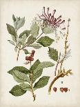Antique Sepia Botanicals I-0 Unknown-Art Print