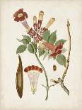 Antique Sepia Botanicals V-0 Unknown-Art Print