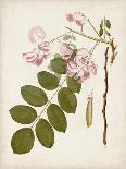 Antique Sepia Botanicals III-0 Unknown-Framed Art Print