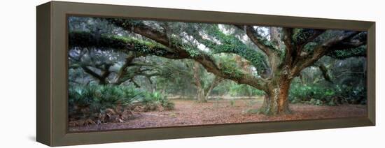 0247 Branching Out-Doug Cavanah-Framed Premier Image Canvas