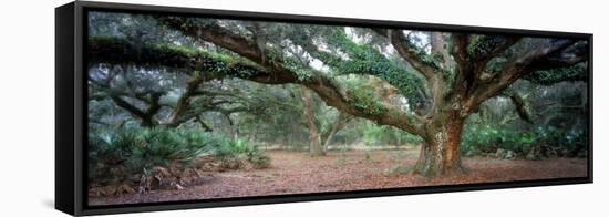 0247 Branching Out-Doug Cavanah-Framed Premier Image Canvas