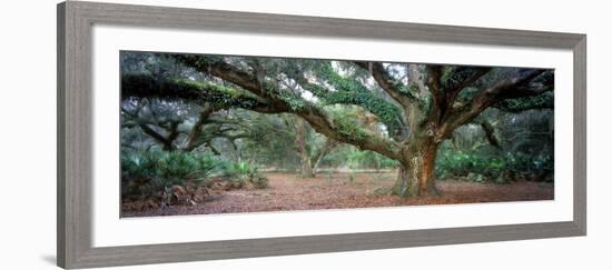 0247 Branching Out-Doug Cavanah-Framed Giclee Print