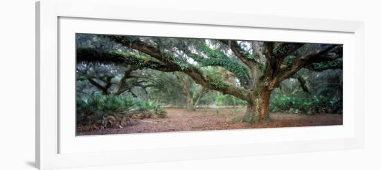 0247 Branching Out-Doug Cavanah-Framed Giclee Print