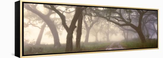 0318 Dawns Early Light-Doug Cavanah-Framed Premier Image Canvas