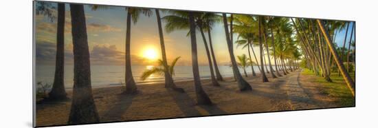 0772 Palm Cove-Doug Cavanah-Mounted Giclee Print