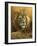 0908 Evening Glow  Lion-Jeremy Paul-Framed Giclee Print