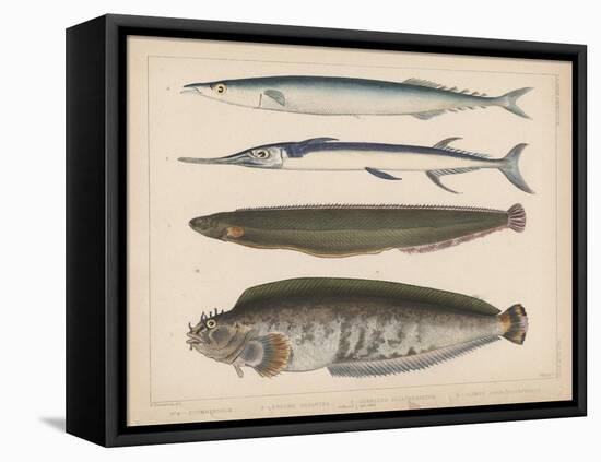 1. Clinus Polyactocephalus, 2. Gunellus Dolichogaster, 3. Belone Gigantea, 4. Scomberesox, 1855-H. Patterson-Framed Premier Image Canvas