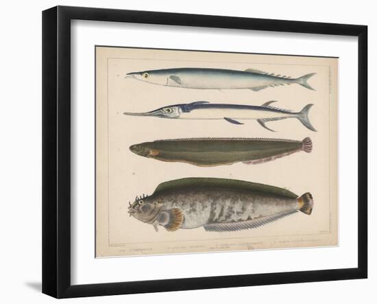 1. Clinus Polyactocephalus, 2. Gunellus Dolichogaster, 3. Belone Gigantea, 4. Scomberesox, 1855-H. Patterson-Framed Giclee Print