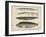 1. Clinus Polyactocephalus, 2. Gunellus Dolichogaster, 3. Belone Gigantea, 4. Scomberesox, 1855-H. Patterson-Framed Giclee Print