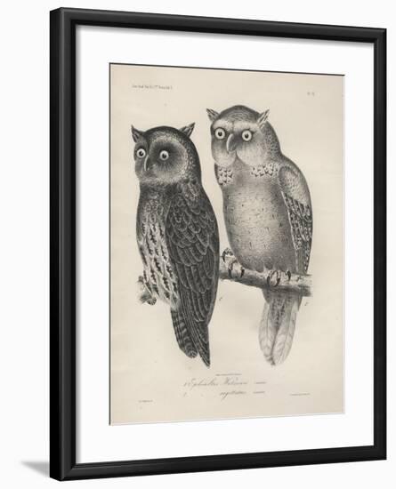 1. Ephialtes Watsonii, 2. (Ephialtes) Sagittatus, Litho by J.T. Bowen, 1850-Henry Louis Stephens-Framed Giclee Print