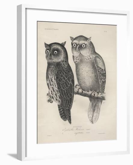 1. Ephialtes Watsonii, 2. (Ephialtes) Sagittatus, Litho by J.T. Bowen, 1850-Henry Louis Stephens-Framed Giclee Print