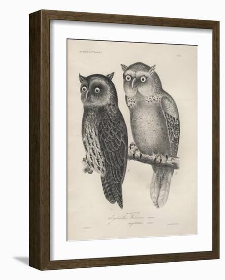 1. Ephialtes Watsonii, 2. (Ephialtes) Sagittatus, Litho by J.T. Bowen, 1850-Henry Louis Stephens-Framed Giclee Print