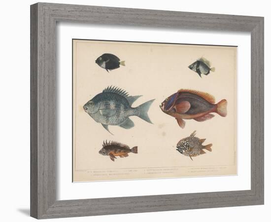 1. Etroplus Fumosus-H. Patterson-Framed Giclee Print