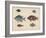 1. Etroplus Fumosus-H. Patterson-Framed Giclee Print