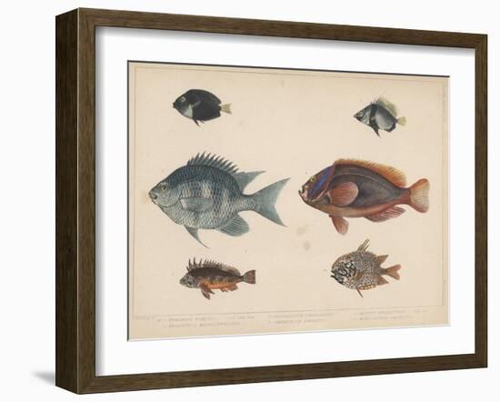 1. Etroplus Fumosus-H. Patterson-Framed Giclee Print