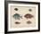 1. Etroplus Fumosus-H. Patterson-Framed Giclee Print