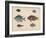 1. Etroplus Fumosus-H. Patterson-Framed Giclee Print