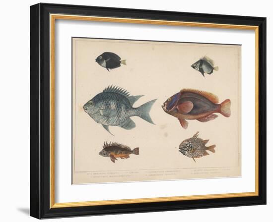 1. Etroplus Fumosus-H. Patterson-Framed Giclee Print