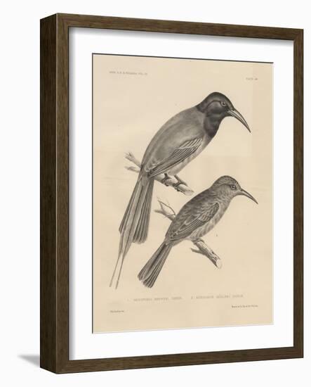 1. Meropogan Breweri and 2. Meropiscus Mulleri, Litho by J.T. Bowen, 1850-Otto Koehler-Framed Giclee Print