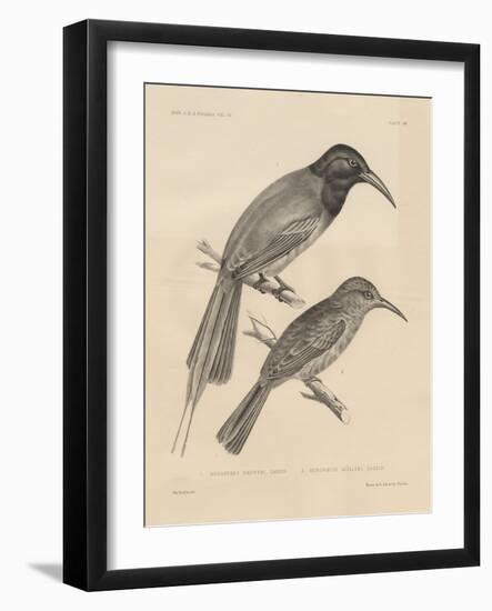 1. Meropogan Breweri and 2. Meropiscus Mulleri, Litho by J.T. Bowen, 1850-Otto Koehler-Framed Giclee Print