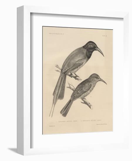 1. Meropogan Breweri and 2. Meropiscus Mulleri, Litho by J.T. Bowen, 1850-Otto Koehler-Framed Giclee Print