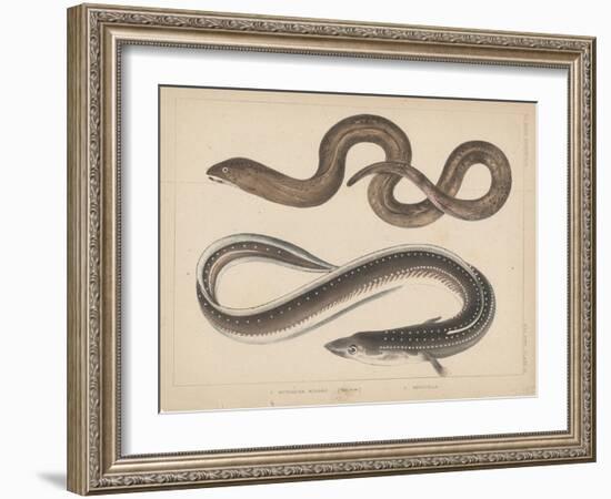 1. Muraena Kidako, 2. Anguilla, 1855-H. Patterson-Framed Giclee Print