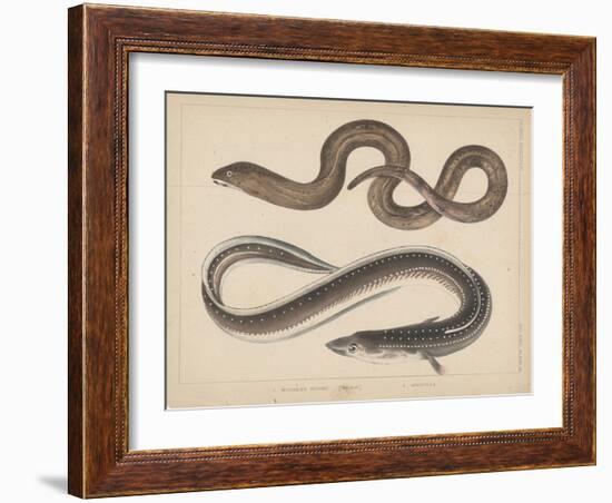 1. Muraena Kidako, 2. Anguilla, 1855-H. Patterson-Framed Giclee Print