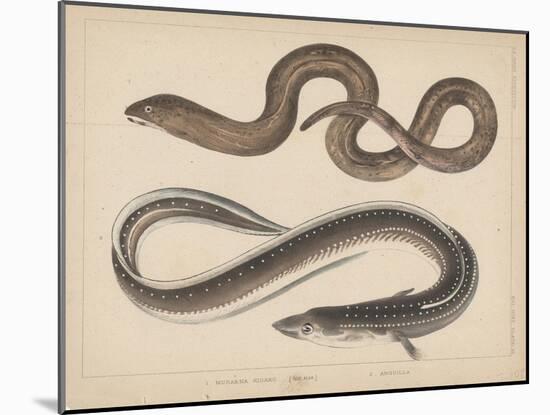 1. Muraena Kidako, 2. Anguilla, 1855-H. Patterson-Mounted Giclee Print