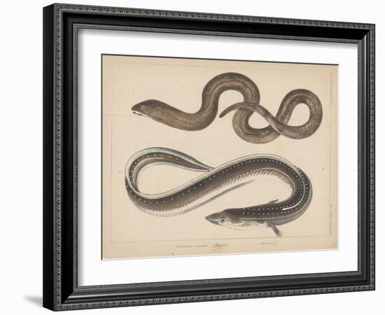 1. Muraena Kidako, 2. Anguilla, 1855-H. Patterson-Framed Giclee Print