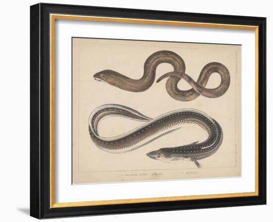 1. Muraena Kidako, 2. Anguilla, 1855-H. Patterson-Framed Giclee Print