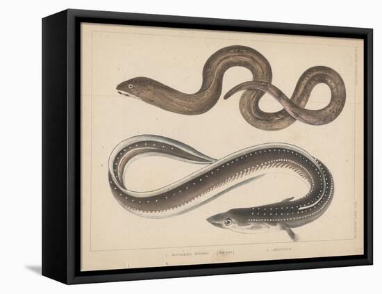 1. Muraena Kidako, 2. Anguilla, 1855-H. Patterson-Framed Premier Image Canvas