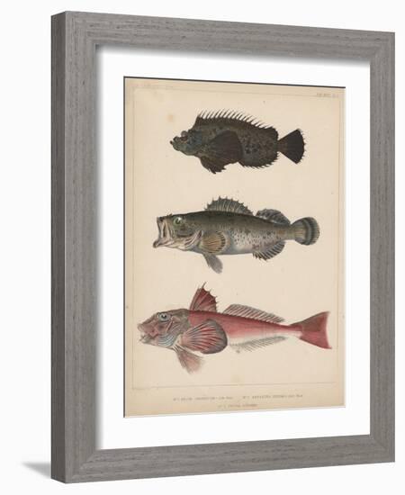 1. Pelor Japonicum, 2. Sebastes Inermis and 3. Trigla Burgeri, 1855-H. Patterson-Framed Giclee Print