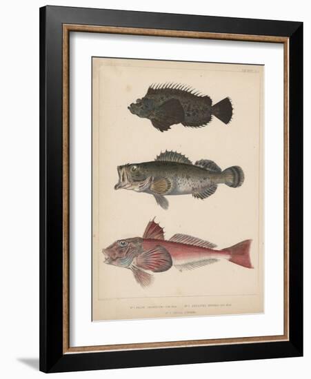 1. Pelor Japonicum, 2. Sebastes Inermis and 3. Trigla Burgeri, 1855-H. Patterson-Framed Giclee Print