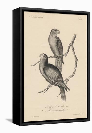 1. Psittacula Lineola and 2. Brotogeris Aurifrons, Litho by J.T. Bowen, 1850-William E. Hitchcock-Framed Premier Image Canvas