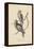 1. Psittacula Lineola and 2. Brotogeris Aurifrons, Litho by J.T. Bowen, 1850-William E. Hitchcock-Framed Premier Image Canvas