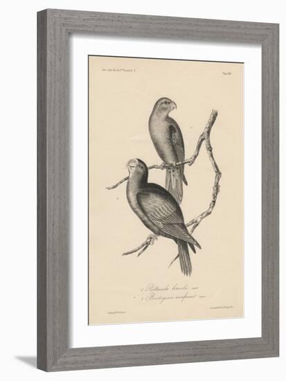 1. Psittacula Lineola and 2. Brotogeris Aurifrons, Litho by J.T. Bowen, 1850-William E. Hitchcock-Framed Giclee Print