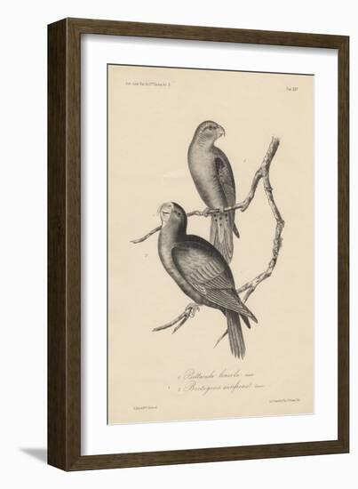 1. Psittacula Lineola and 2. Brotogeris Aurifrons, Litho by J.T. Bowen, 1850-William E. Hitchcock-Framed Giclee Print