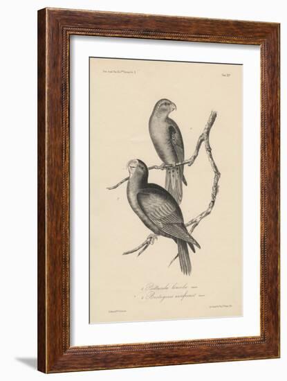 1. Psittacula Lineola and 2. Brotogeris Aurifrons, Litho by J.T. Bowen, 1850-William E. Hitchcock-Framed Giclee Print