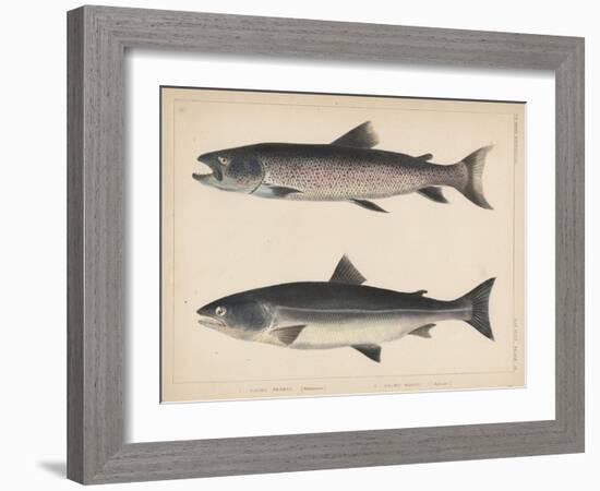 1. Salmo Perryi (Reduced), 2. Salmo Masou (Reduced), 1855-H. Patterson-Framed Giclee Print