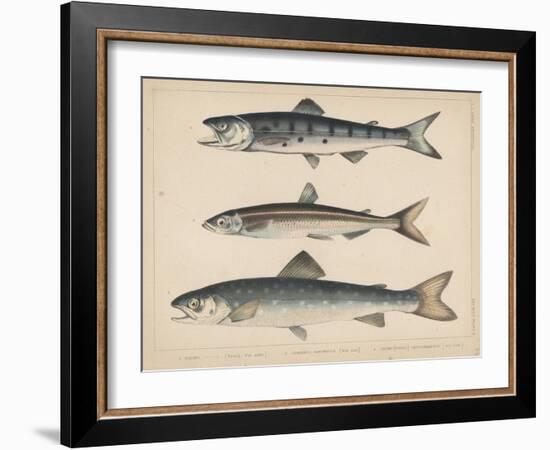 1. Salmon, 2. Osmerus Japonicus, 3. Salmo (Fario) Leucomaenis, 1855-H. Patterson-Framed Giclee Print