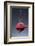 1 Tablespoon Beet Powder-Steve Gadomski-Framed Photographic Print