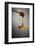 1 Tablespoon Honey-Steve Gadomski-Framed Photographic Print